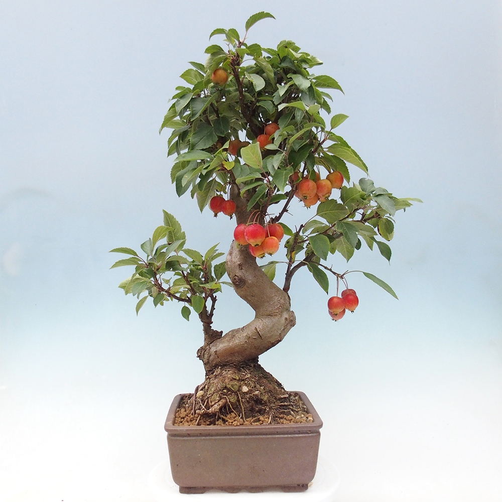 Kültéri bonsai -Malus halliana - Kis gyümölcsű almafa