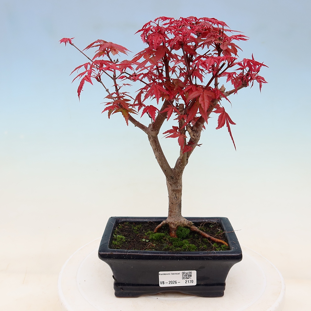 Kültéri bonsai - Acer palmatum DESHOJO