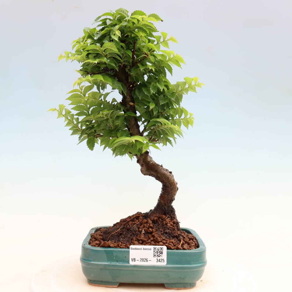 Kültéri bonsai – Ulmus Jacqueline Hillier – Gyönyörű szil