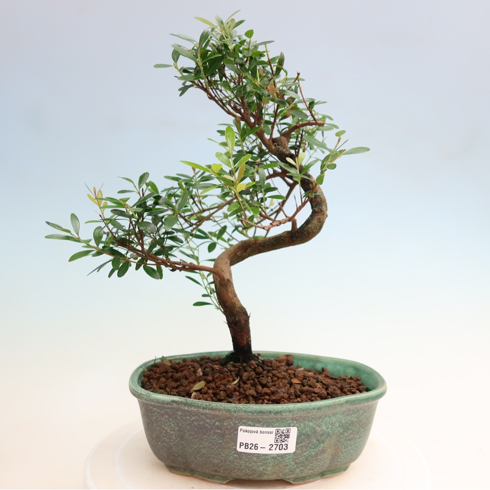 Szobai bonsai - Syzygium - Pimento