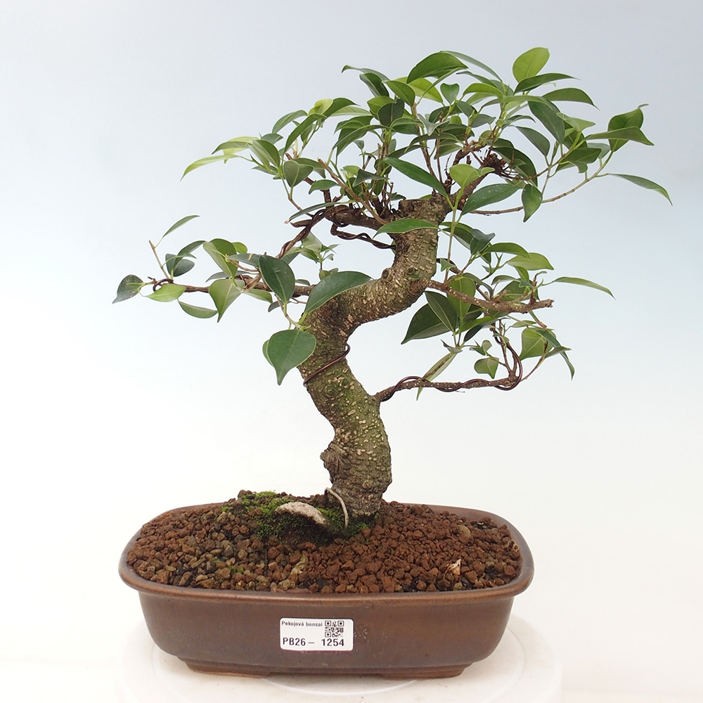 Szobai bonsai - Ficus kimmen - kislevelű fikusz