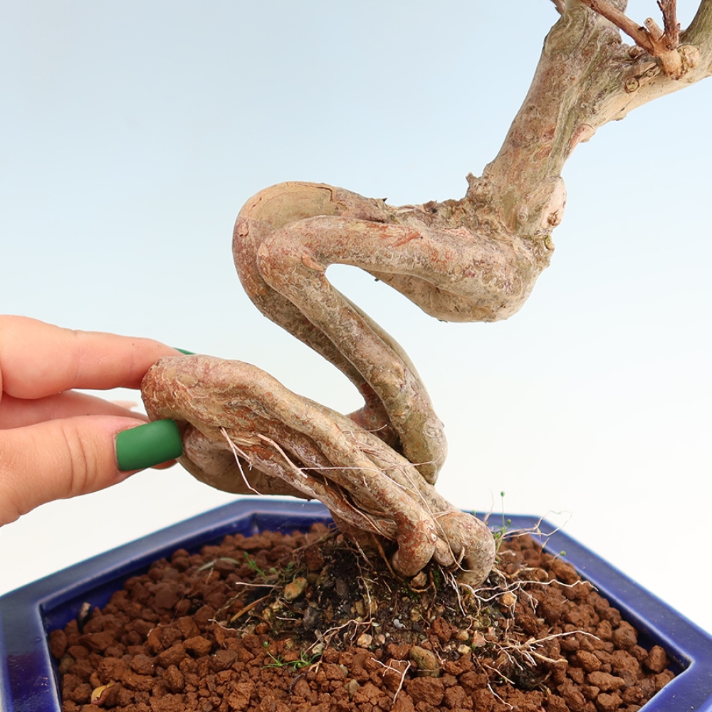 Szobabonsai – Lagerstroemia indica – indiai orgona