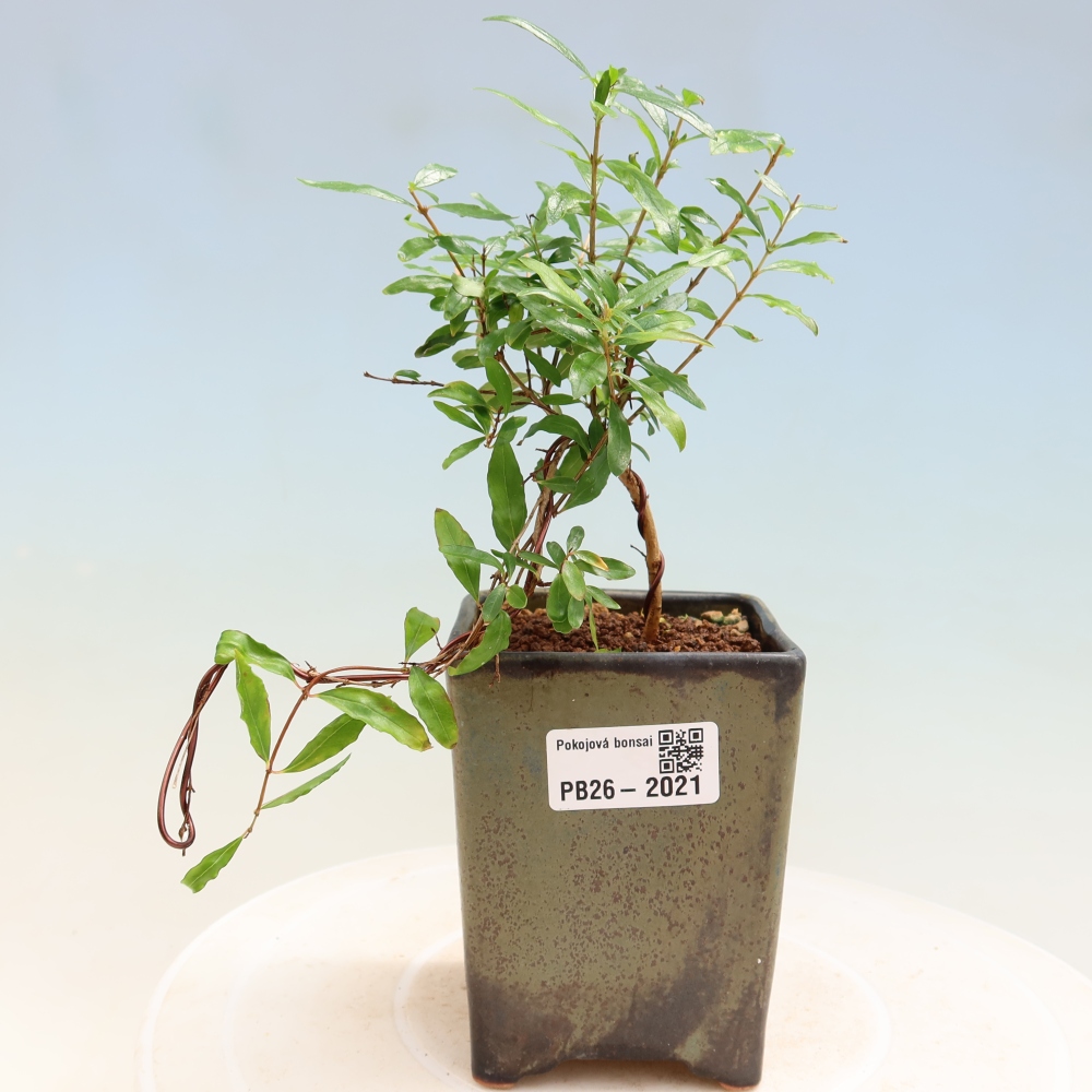 Szobai bonsai-PUNICA granatum nana-gránátalma