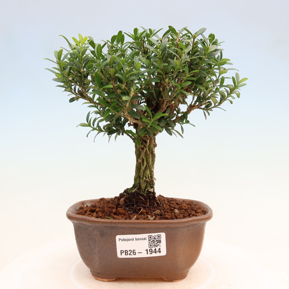 Szobai bonsai - Buxus harlandii - parafa buxus