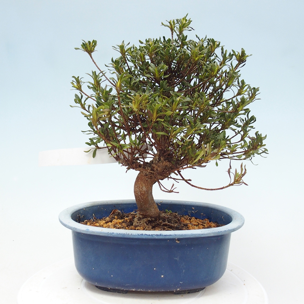 Kültéri bonsai - Japán azálea - Azalea Ryusen