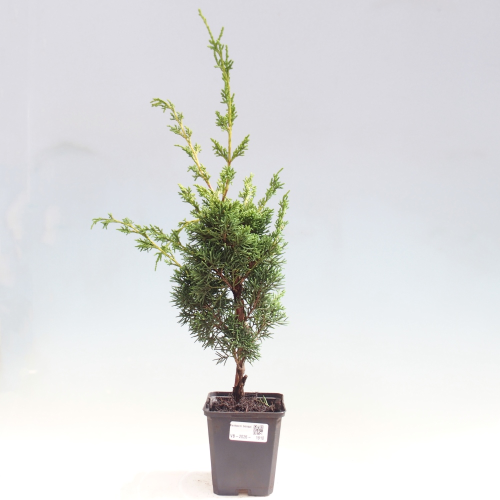 Kültéri bonsai - Juniperus chinensis Kishu
