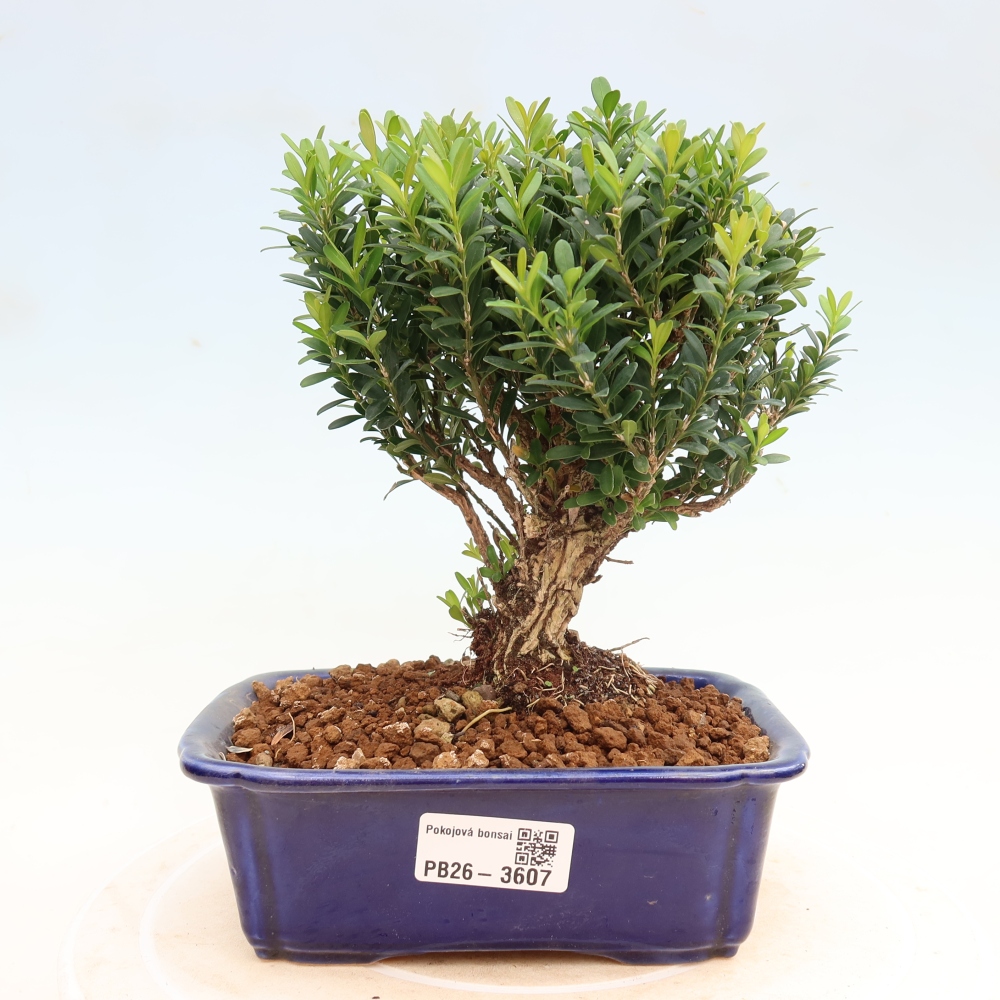 Szobai bonsai - Buxus harlandii - parafa buxus