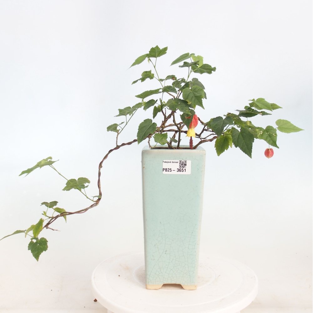 Beltéri bonsai - Abutilon Big Bell - Felhőbogyó