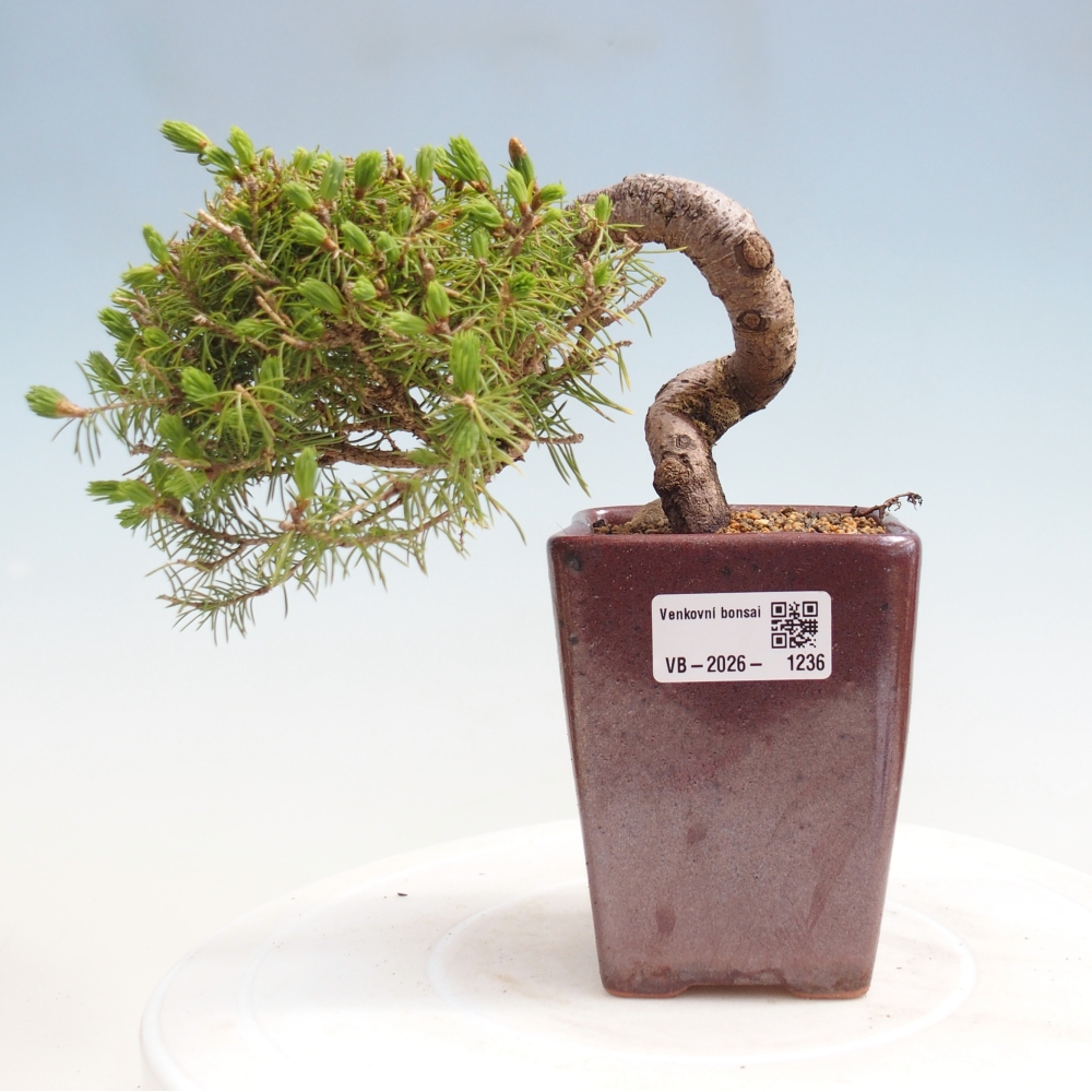 Kültéri bonsai - lucfenyő - Picea glauca globe