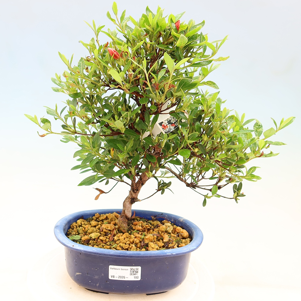 Kültéri bonsai - japán azálea - Azalea Matsunami