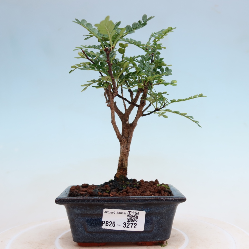 Szobai bonsai - Zantoxylum piperitum - borsfa