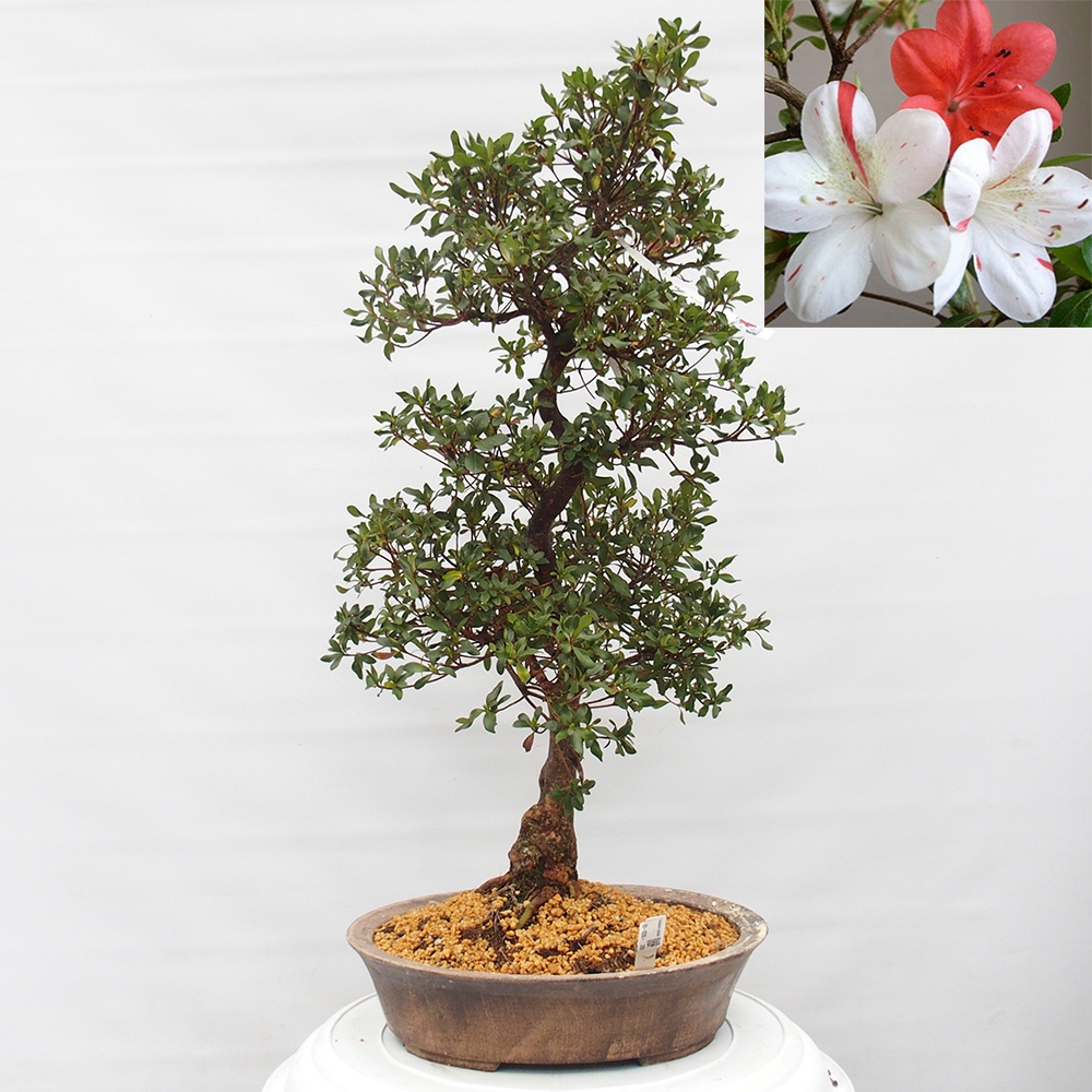 Kültéri bonsai - Japán azálea - Azalea Kisshoten