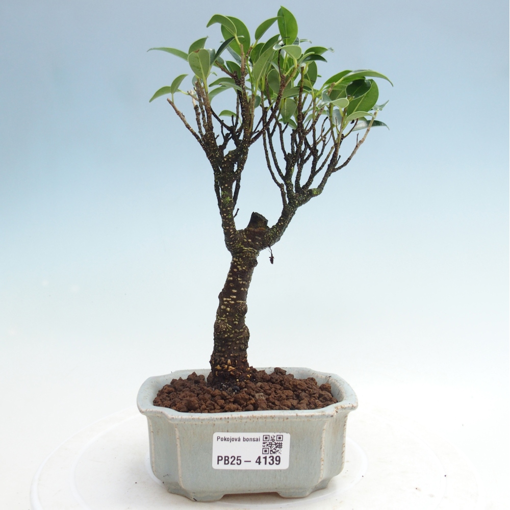 Szoba bonsai Ficus retusa kimmen