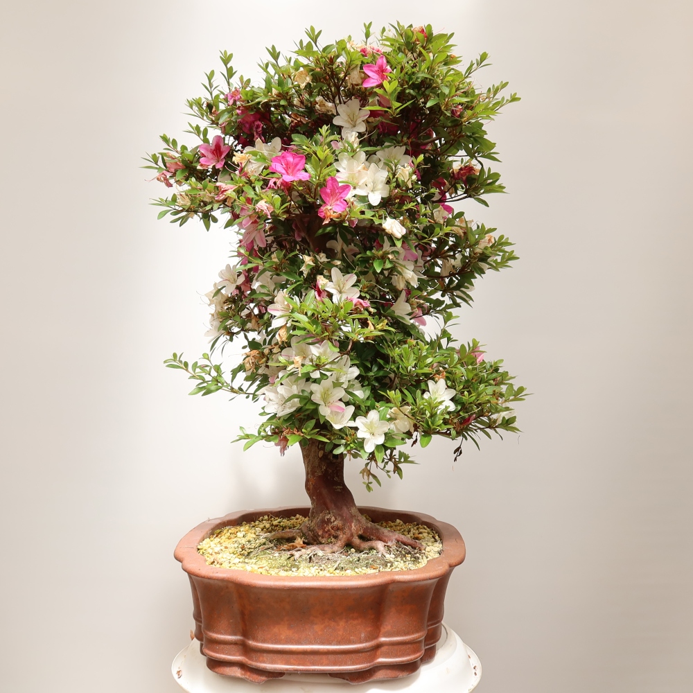 Kültéri bonsai - Japán azálea - Azalea Shunen