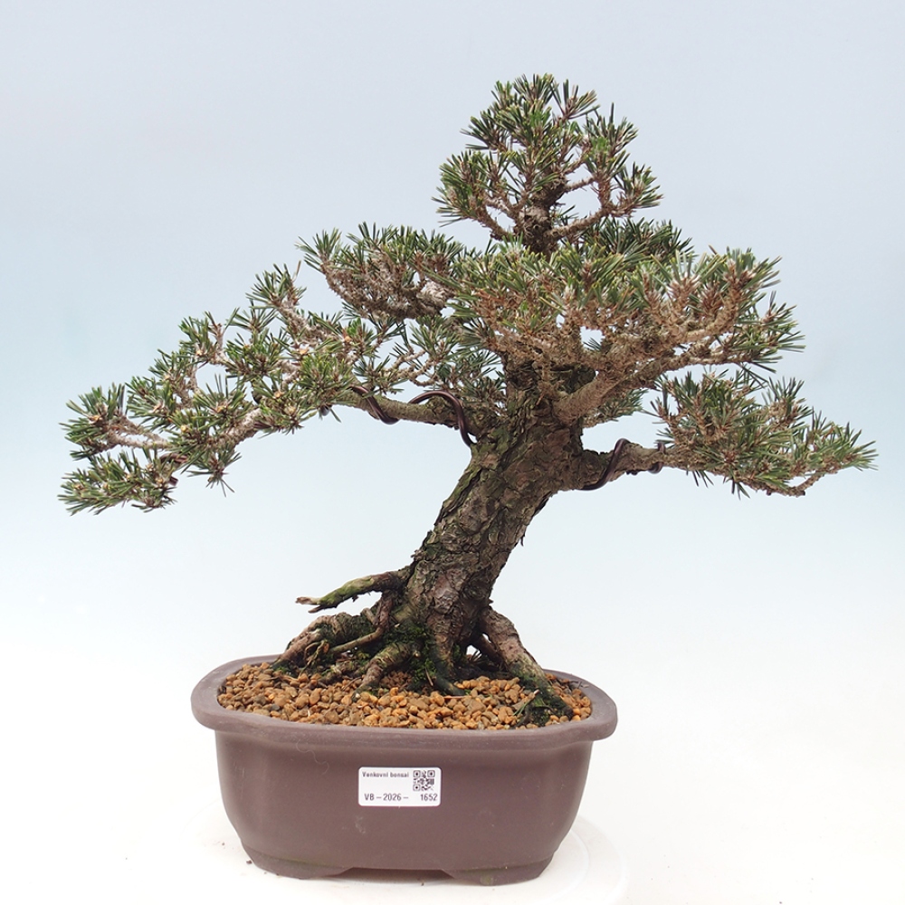 Kültéri bonsai - Pinus thunbergii Kotobuki - Thunberg fenyő