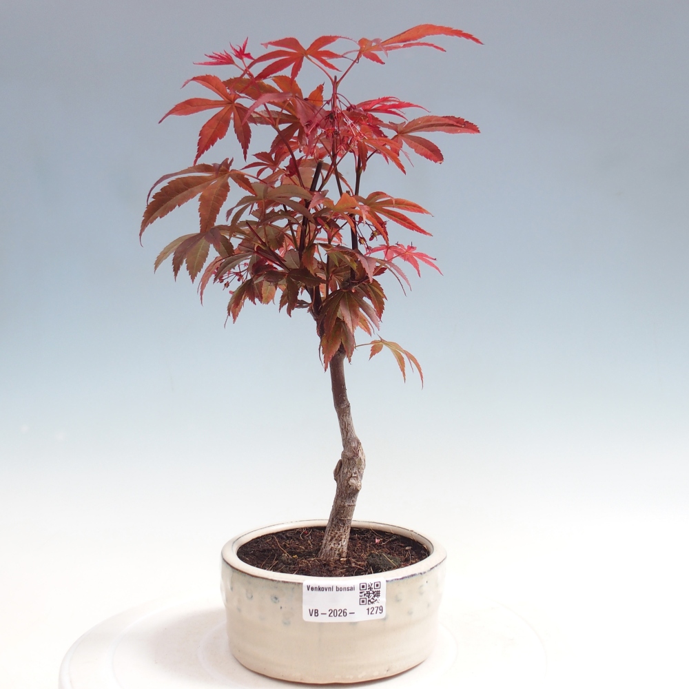 Kültéri bonsai - Acer pálma. Atropurpureum-Javor palmate
