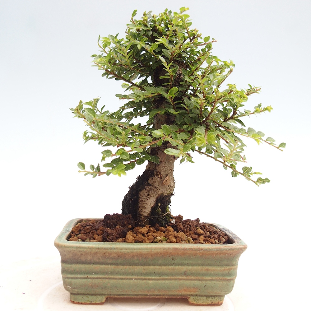 Kültéri bonsai - Ulmus parvifolia Hokkaido - Kínai szil - Ulmus parvifolia Hokkaido