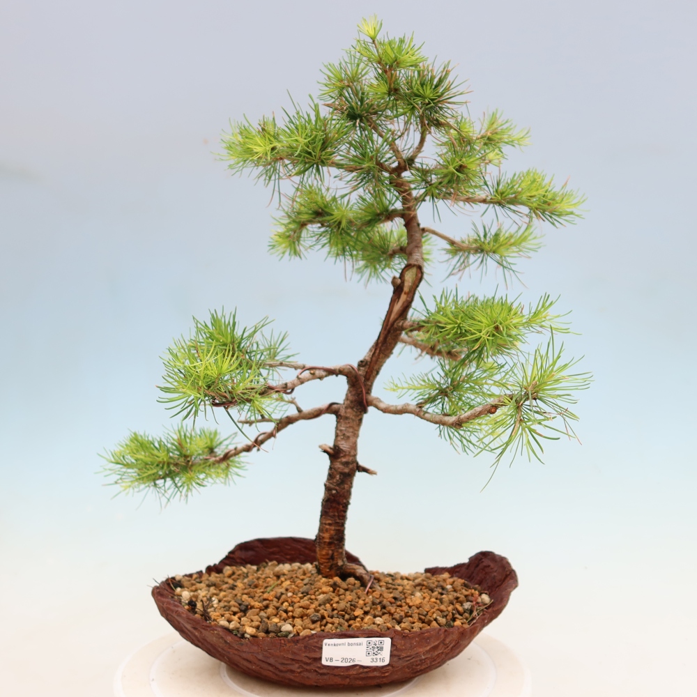 Kültéri bonsai - Larix decidua - vörösfenyő