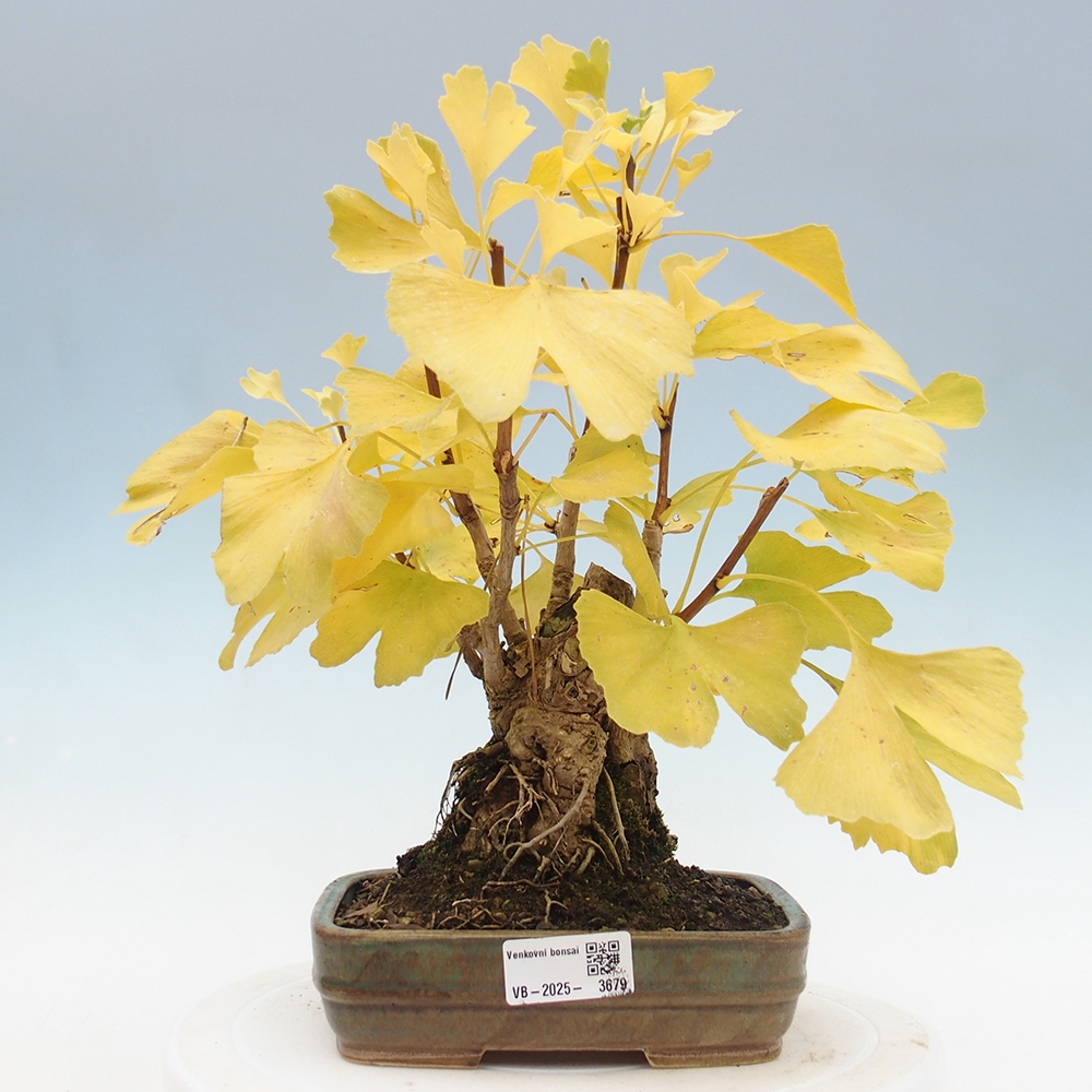 Kültéri bonsai - Ginkgo biloba - Ginkgo biloba