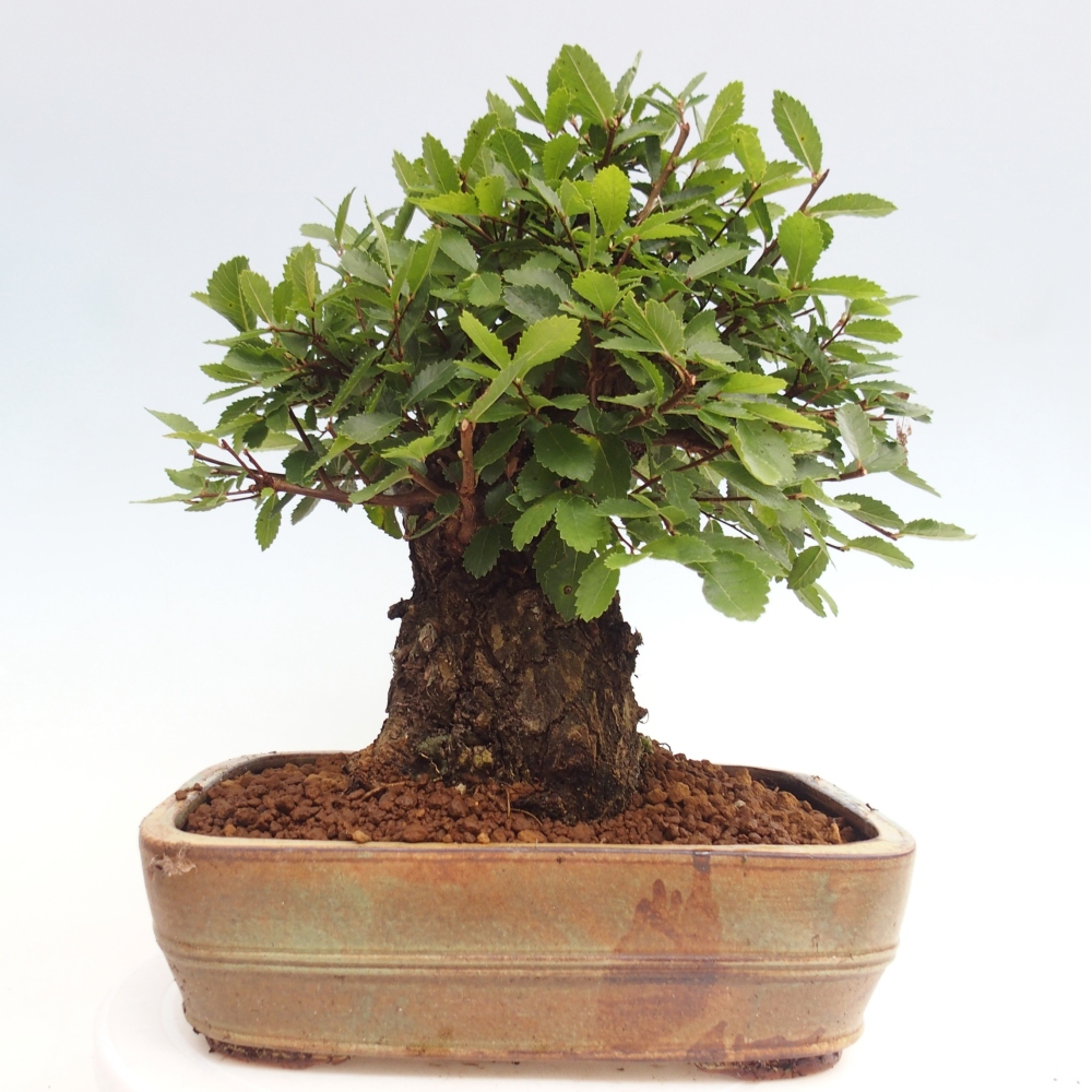 Kültéri bonsai - Zelkova - Zelkova NIRE