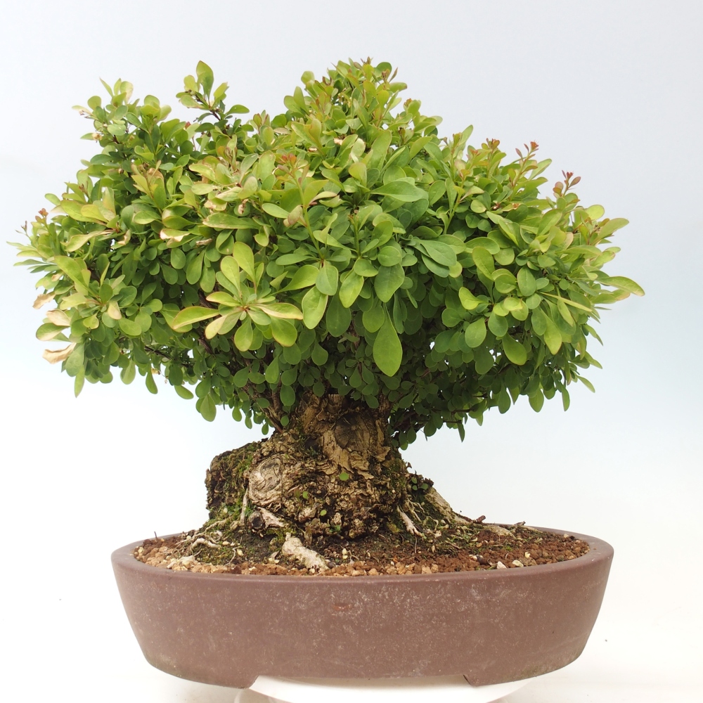 Kültéri bonsai - Borbolya - Berberis thunbergii atropurpurea
