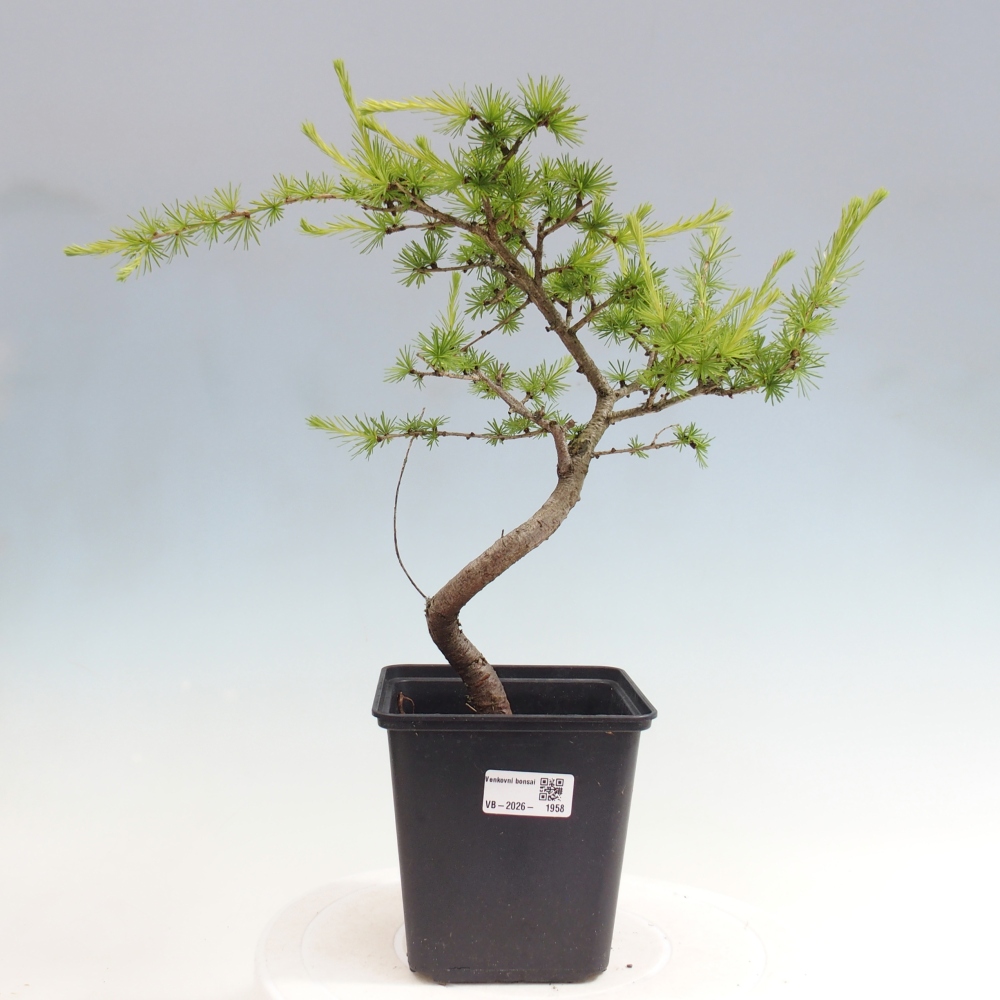 Kültéri bonsai - Larix decidua - vörösfenyő