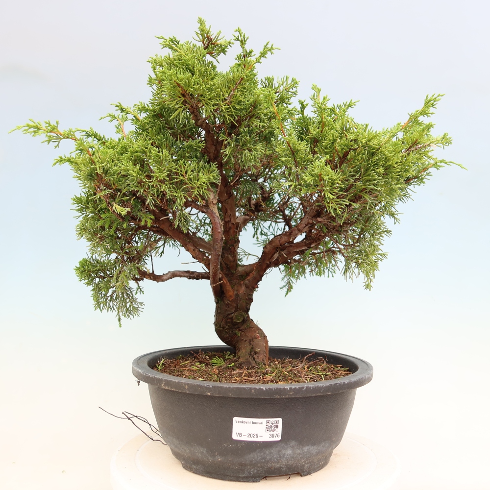 Kültéri bonsai - Juniperus chinensis Itoigawa-Juniperus chinensis