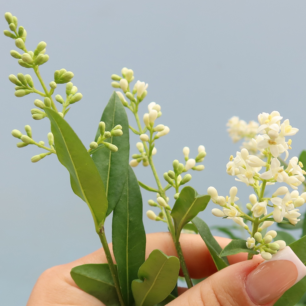 Kültéri bonsai - Ligustrum vulgare - Madárcsőr