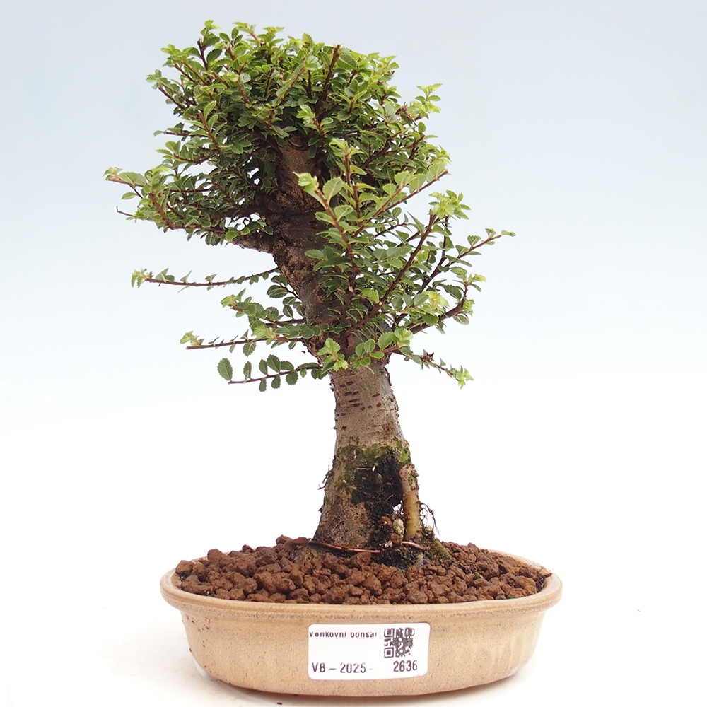 Kültéri bonsai - Ulmus parvifolia Hokkaido - Kínai szil - Ulmus parvifolia Hokkaido
