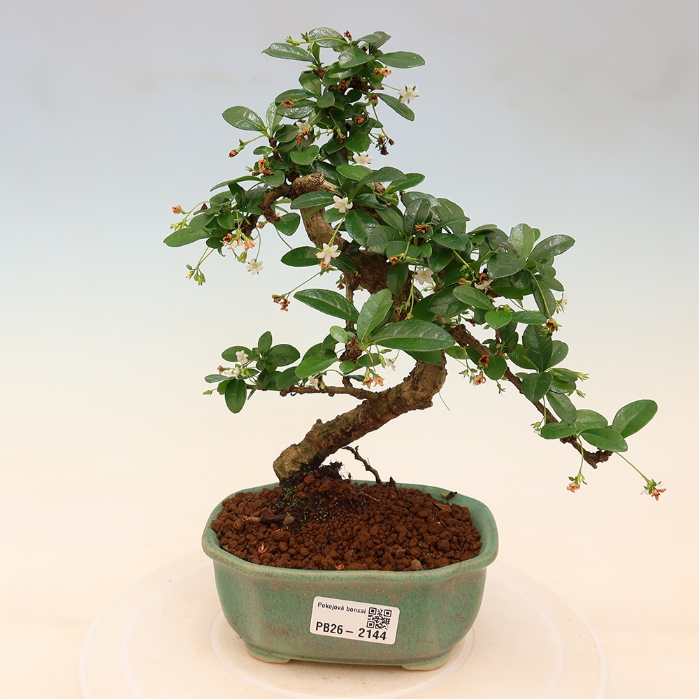 Szobai bonsai - Carmona macrophylla - Tea fuki