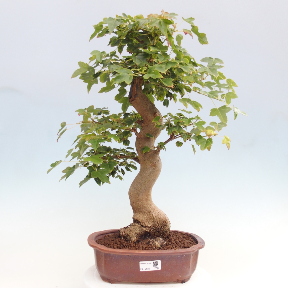 Kültéri bonsai - Acer Buergerianum - Burger juhar