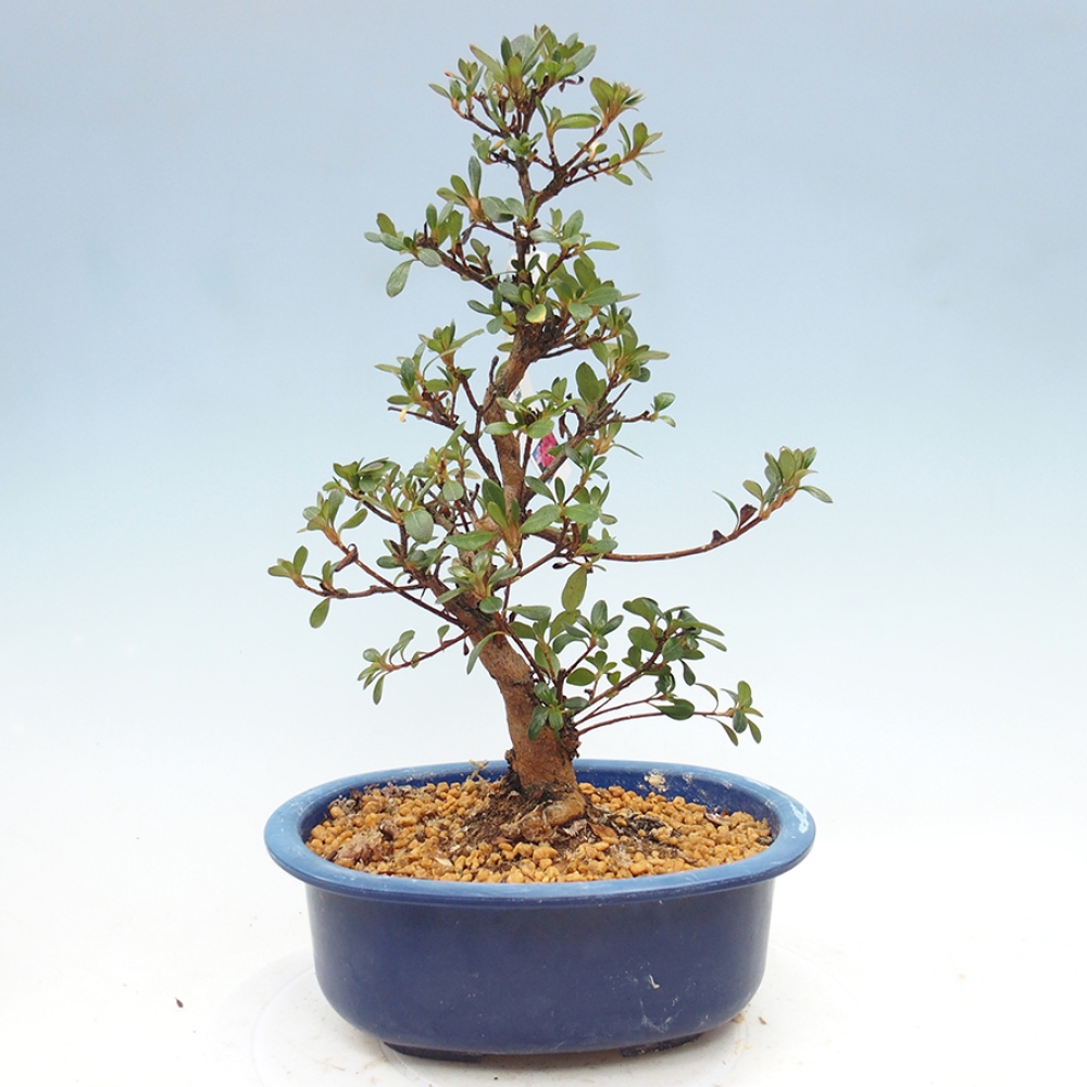 Kültéri bonsai - Japán azálea - Azalea Kobai