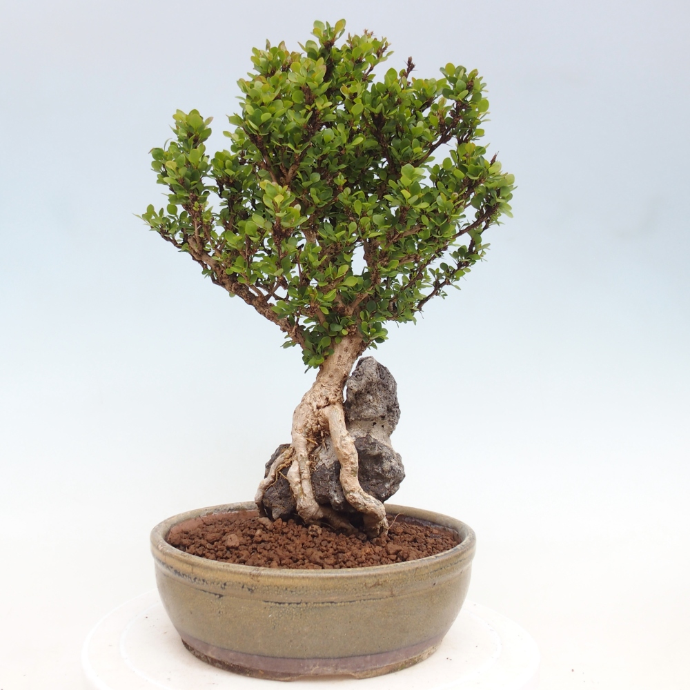 Kültéri bonsai - Berberis coreana