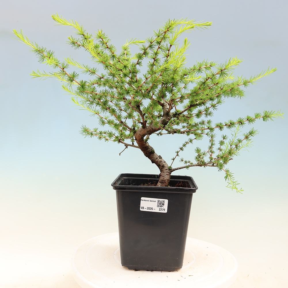 Kültéri bonsai - Larix decidua - vörösfenyő