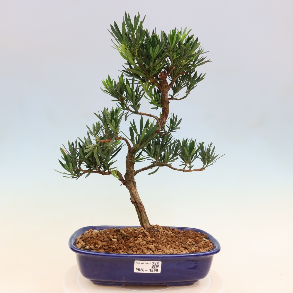 Szobai bonsai - Podocarpus - Kőtiszafa