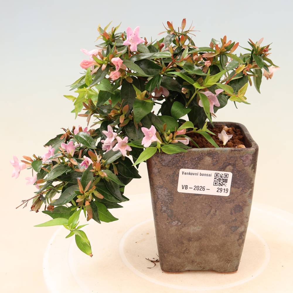 Kültéri bonsai – Abelia Edward Goucher – Nagyvirágú abélia