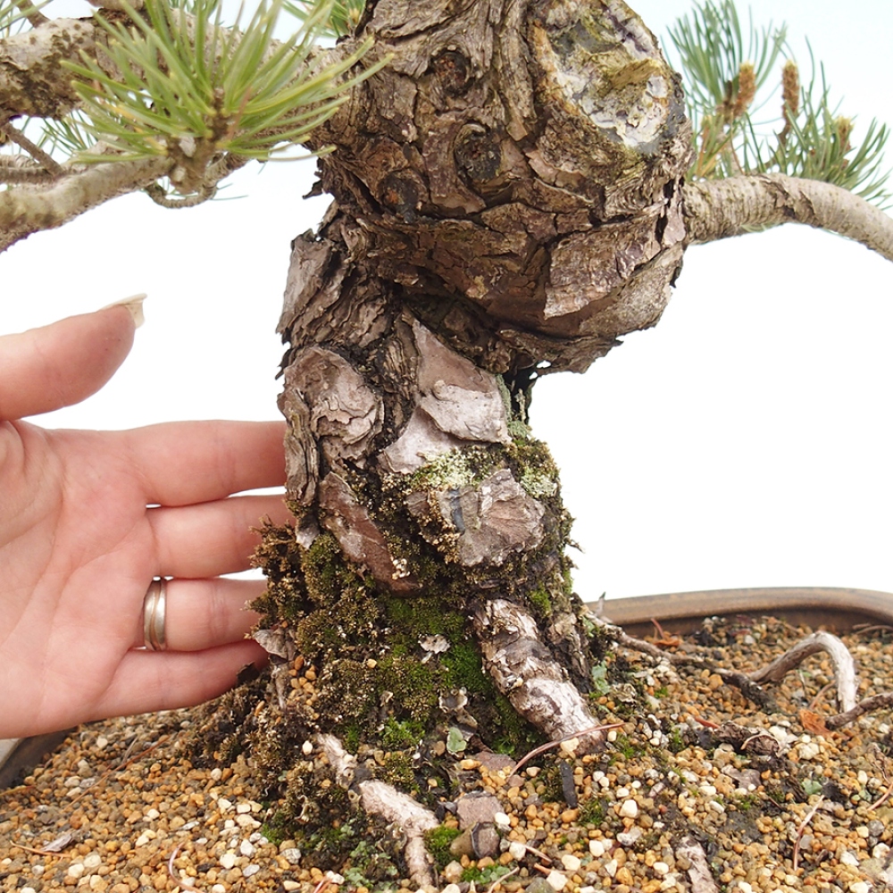 Kültéri bonsai - Pinus parviflora - Pinus parviflora