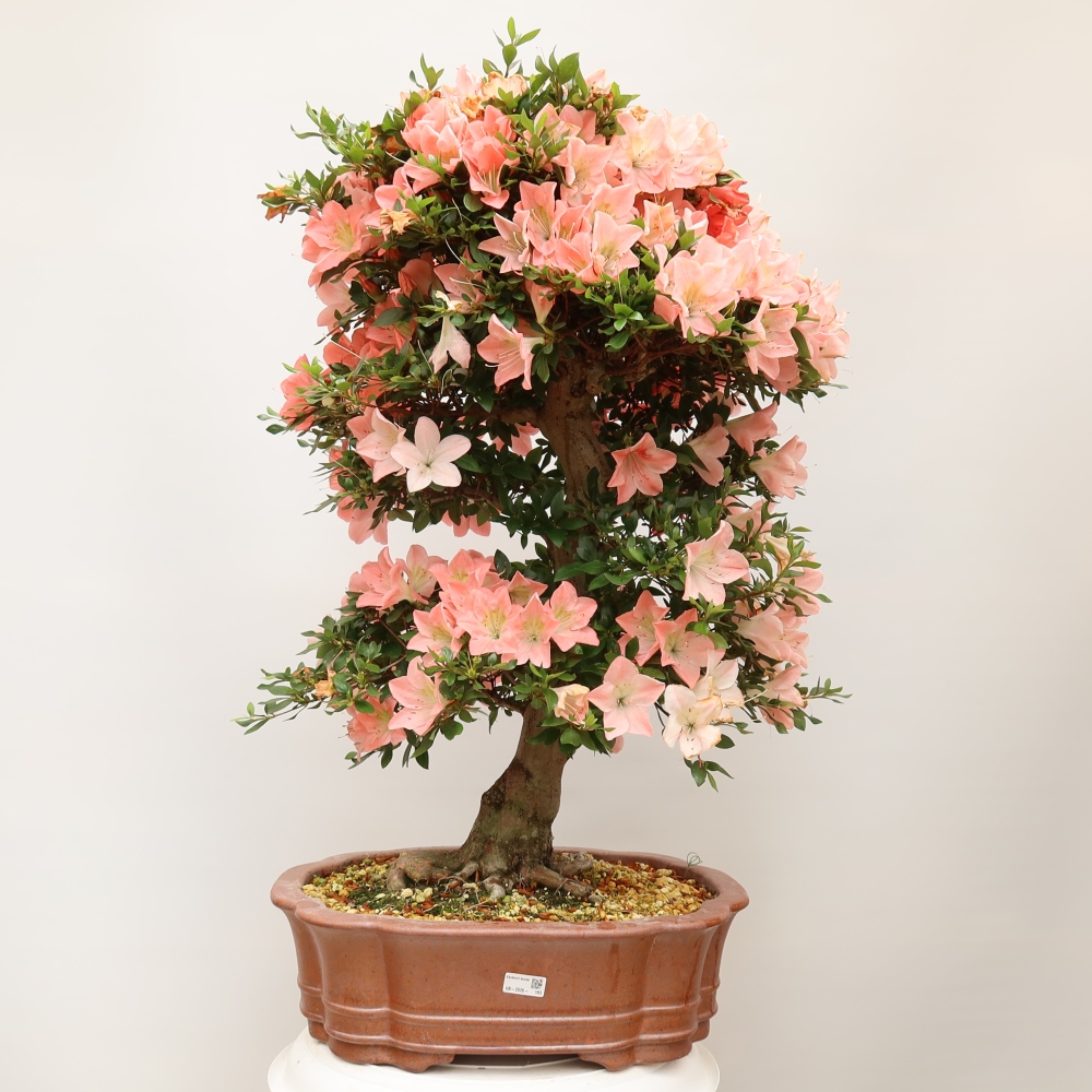 Kültéri bonsai - Japán azálea - Azalea Sansai