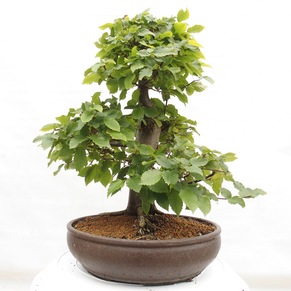 Kültéri bonsai - gyertyán - Carpinus betulus