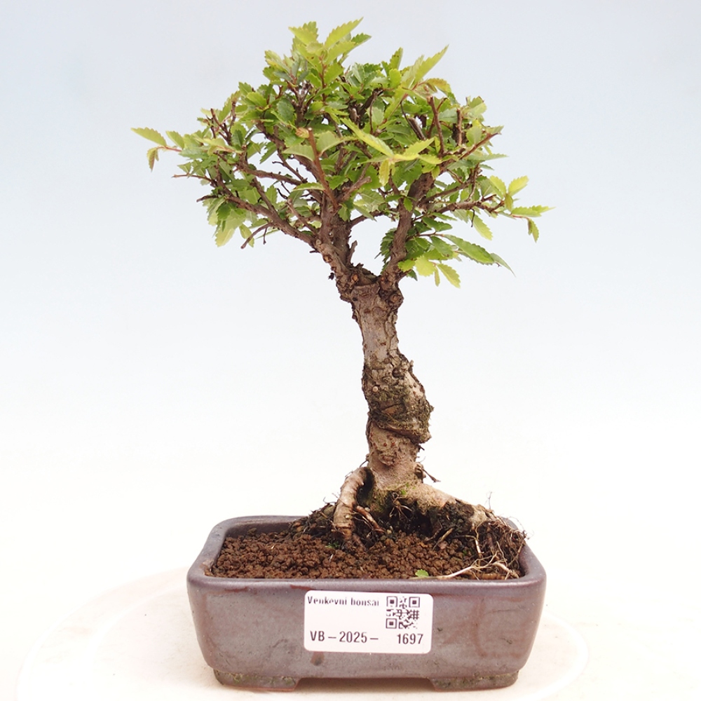 Kültéri bonsai - Zelkova - Zelkova NIRE
