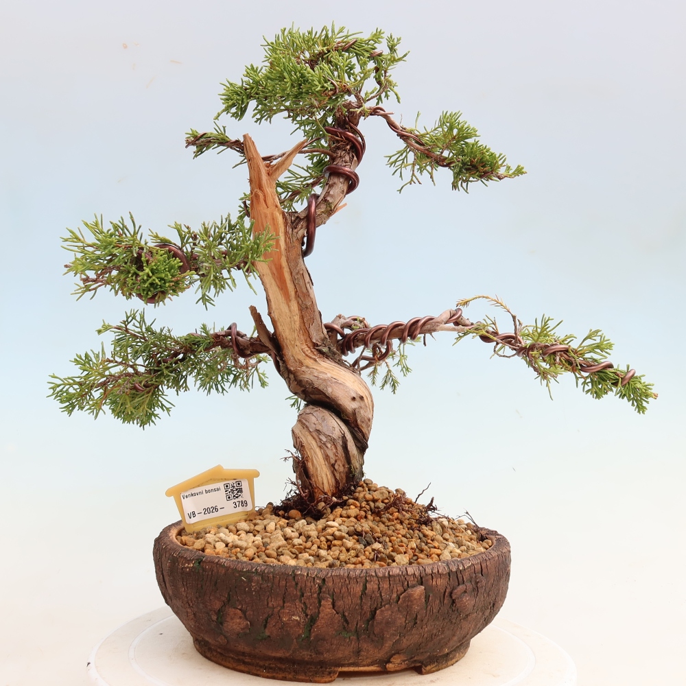 Kültéri bonsai - Juniperus chinensis Itoigawa-Juniperus chinensis