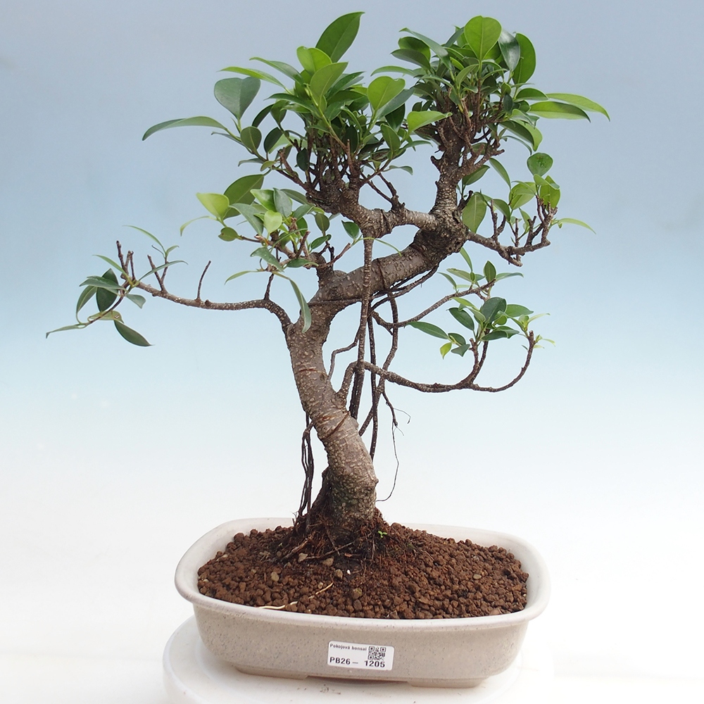 Szobai bonsai - Ficus kimmen - kislevelű fikusz