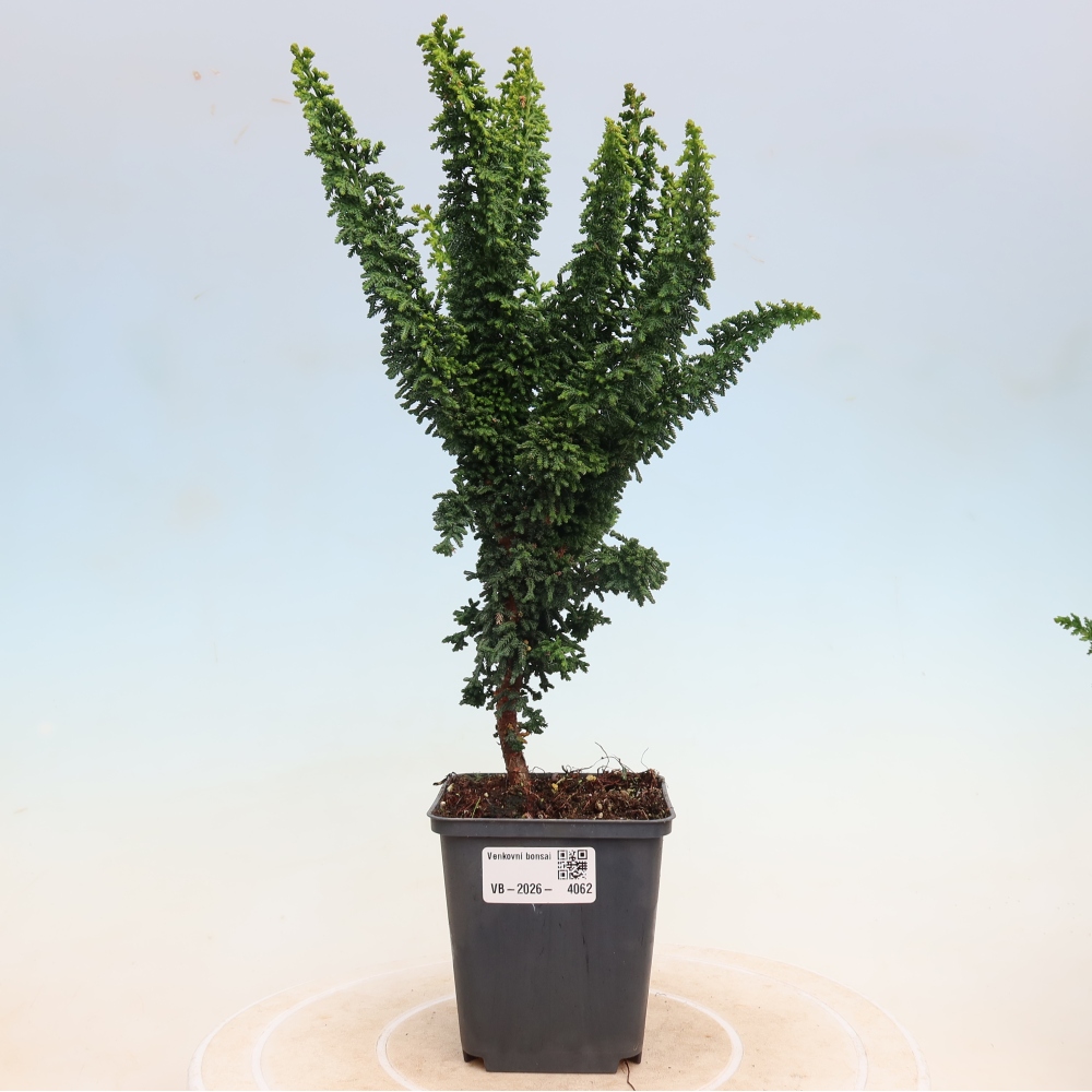 Kültéri bonsai - Cham. obtusa SEKKA HINOKI - Cifra ciprus