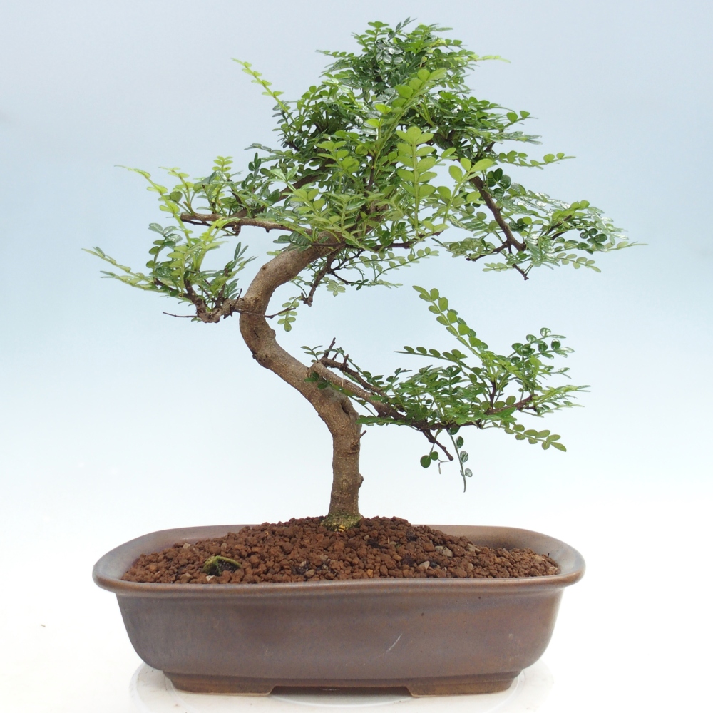 Szobai bonsai - Zantoxylum piperitum - borsfa