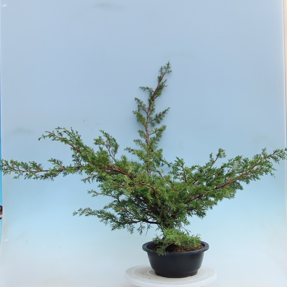 Kültéri bonsai – Juniperus chinensis Itoigawa – Kínai boróka