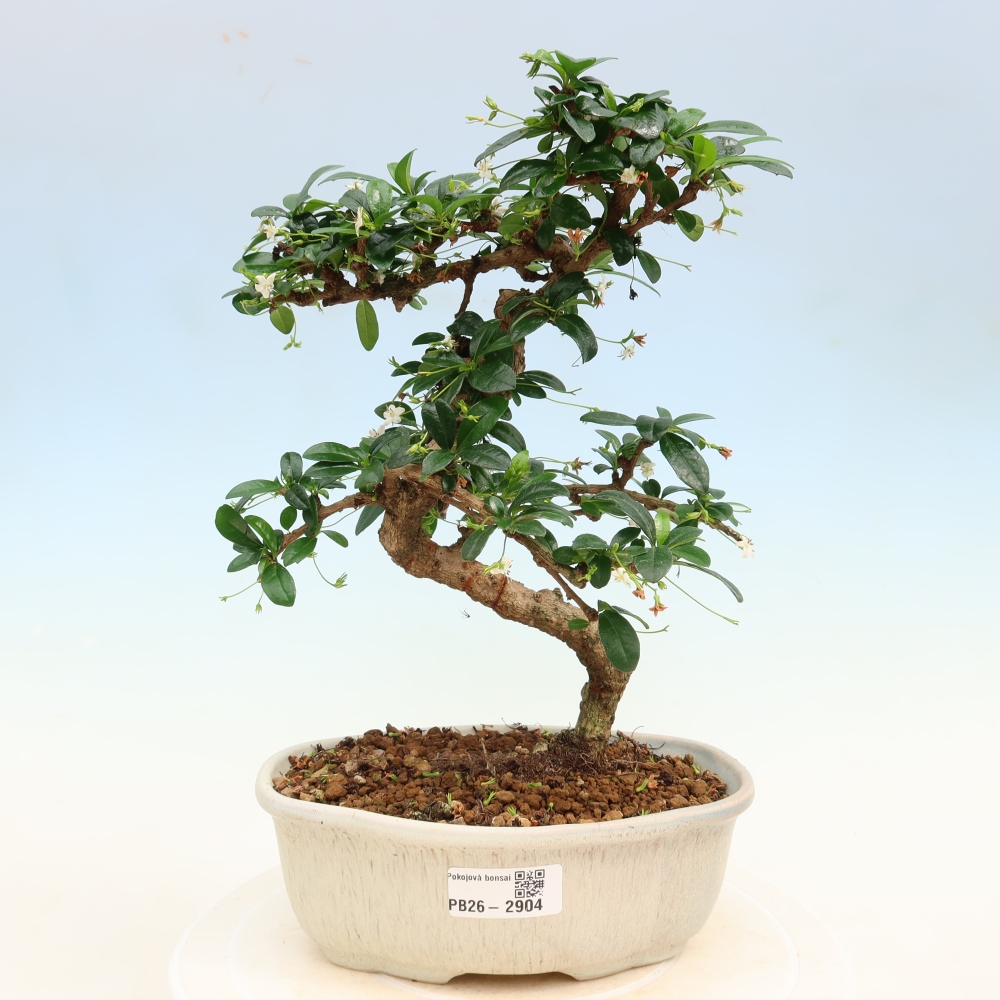 Szobai bonsai - Carmona macrophylla - Tea fuki