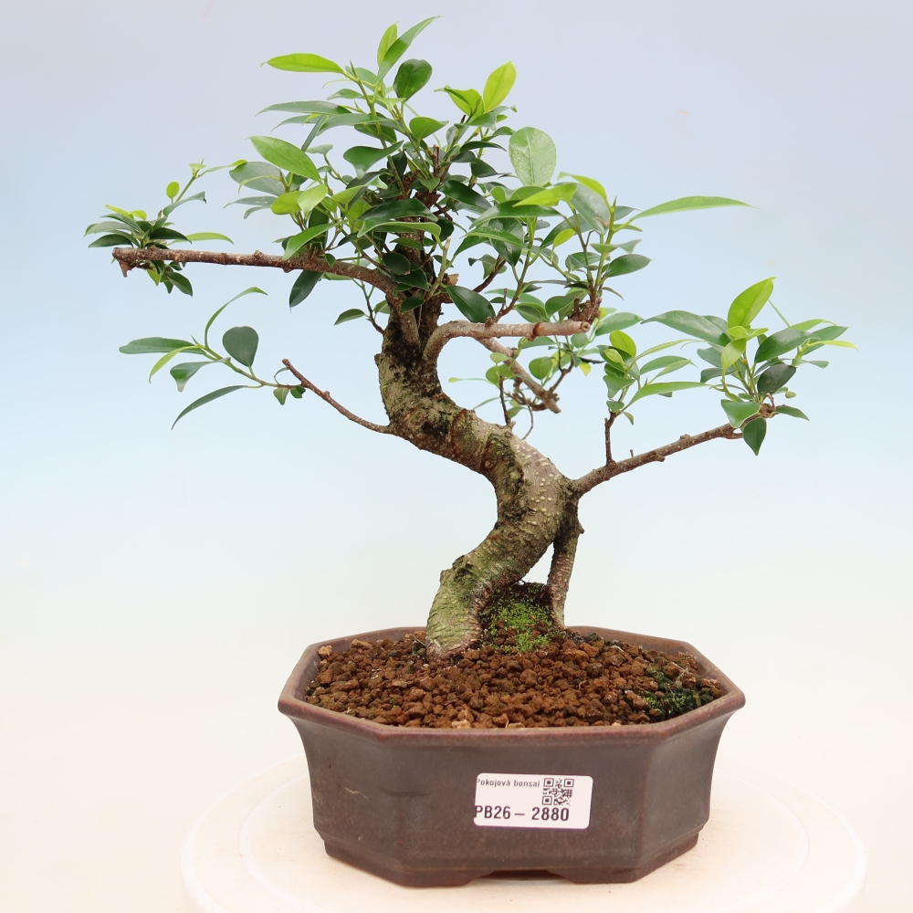 Szobai bonsai - Ficus kimmen - kislevelű fikusz