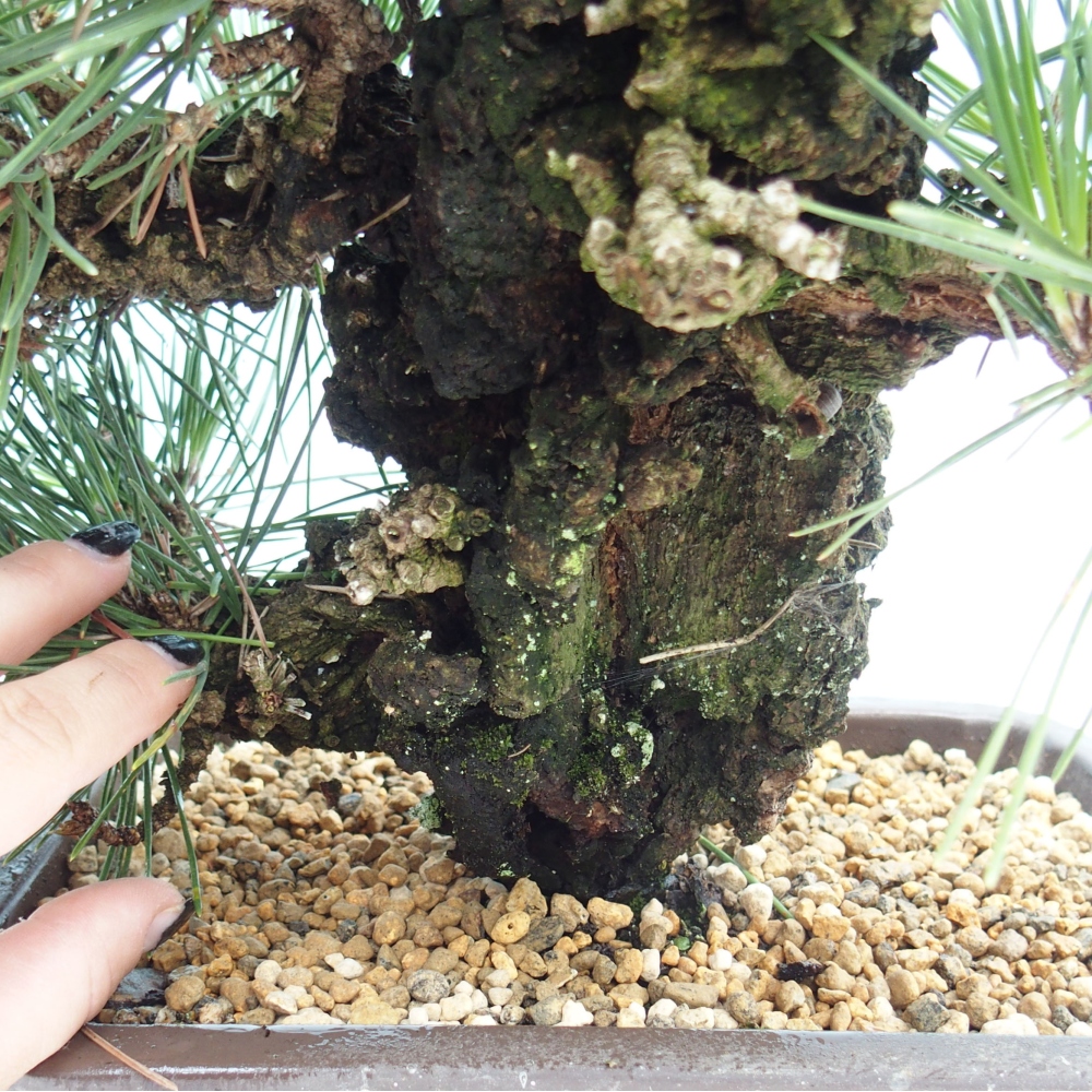 Kültéri bonsai - Pinus thunbergii - Thunberg fenyő
