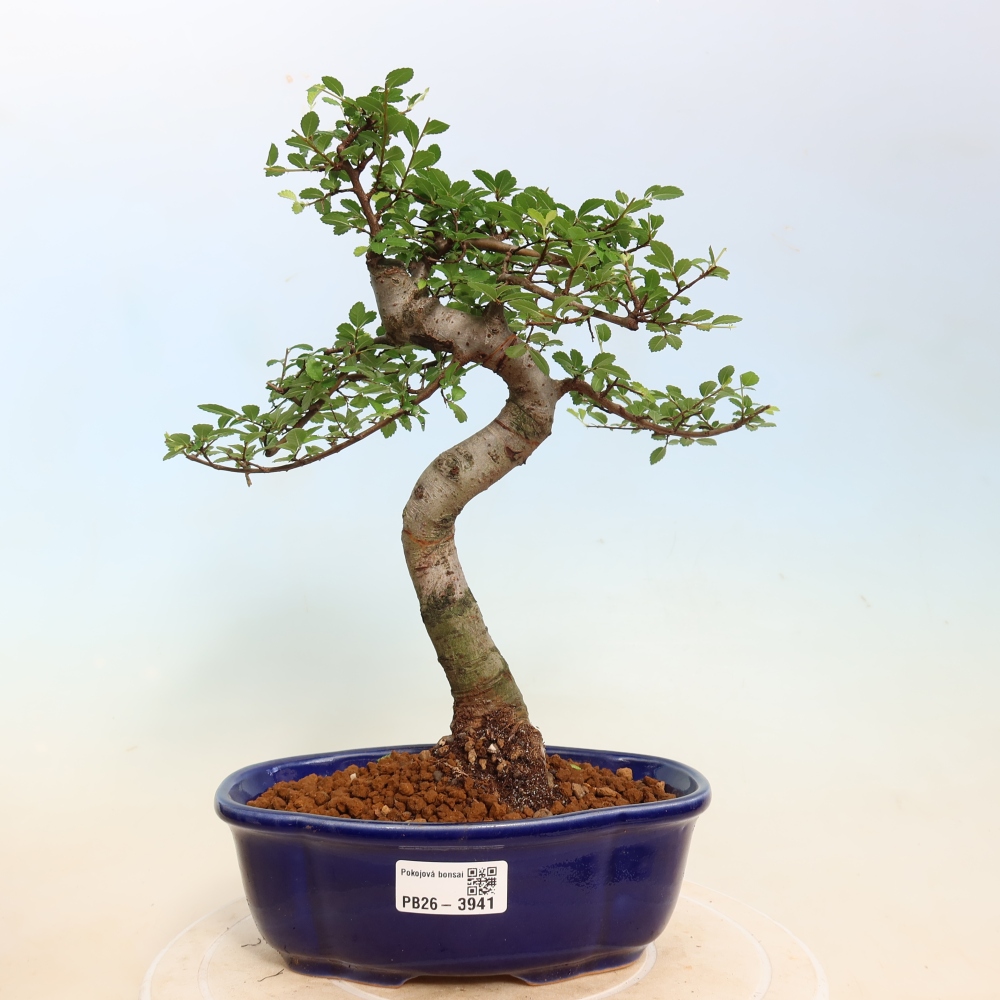 Szobai bonsai - Ulmus parvifolia - Kislevelű szilfa
