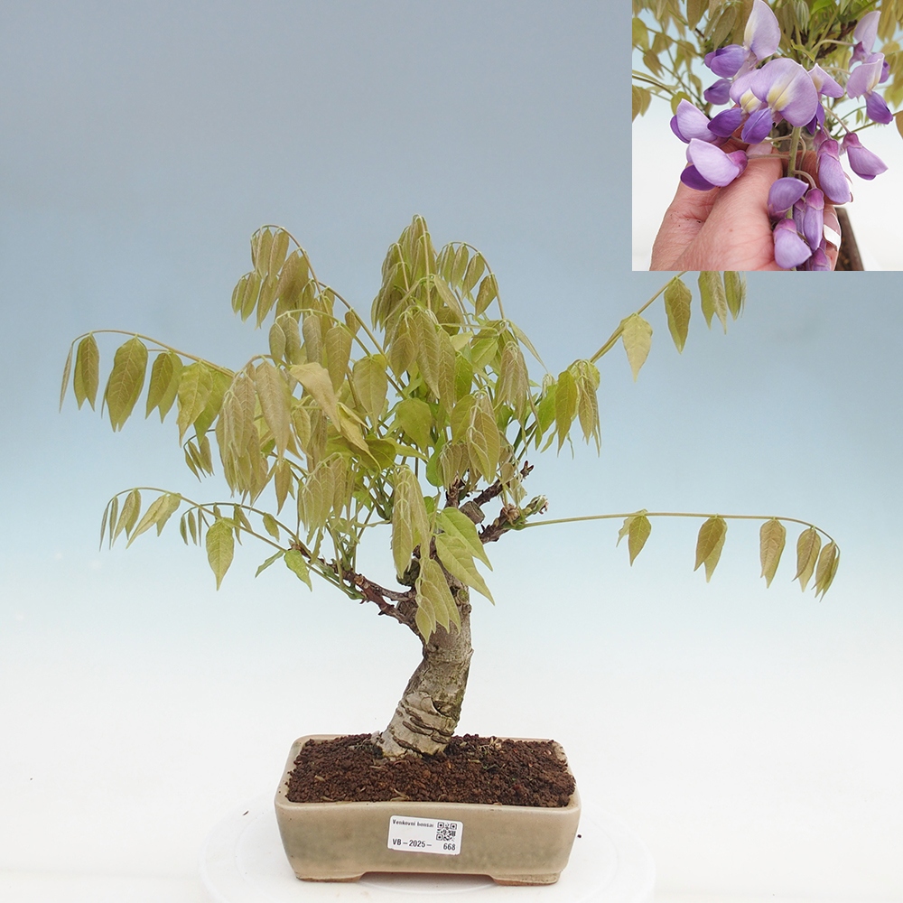 Kültéri bonsai - Wisteria floribunda